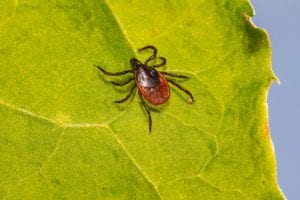 bug repellent for ticks